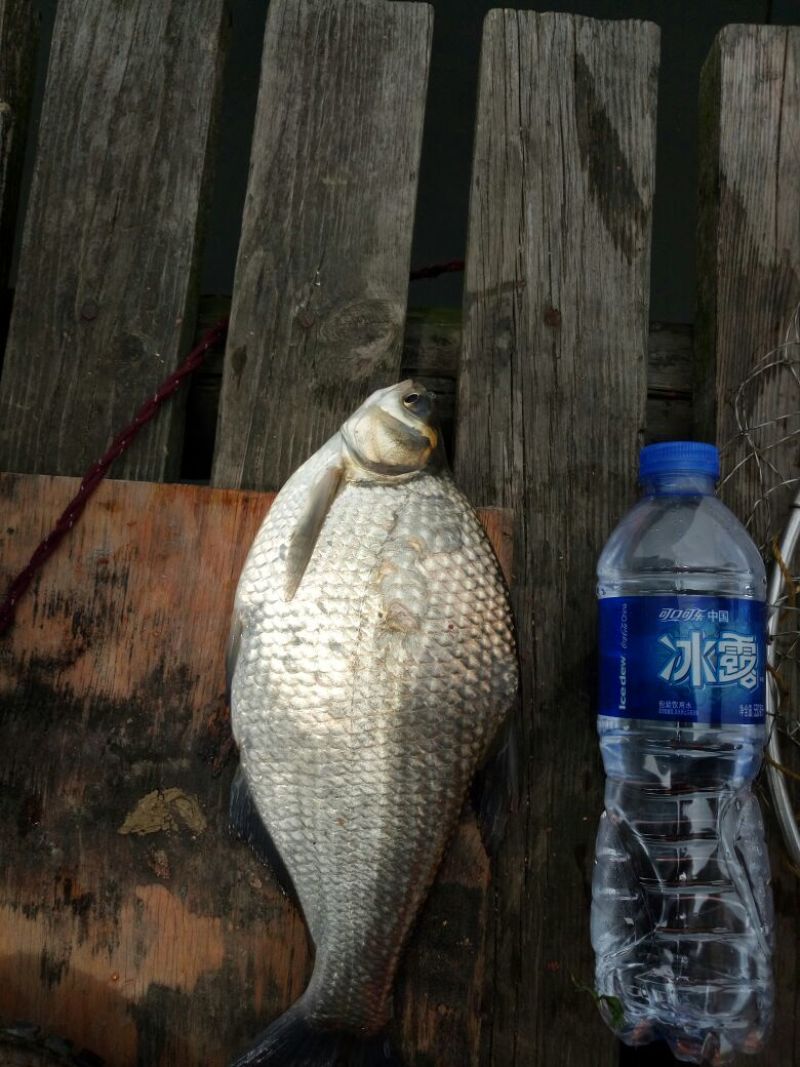 三角鲂25~30cm食用活鱼