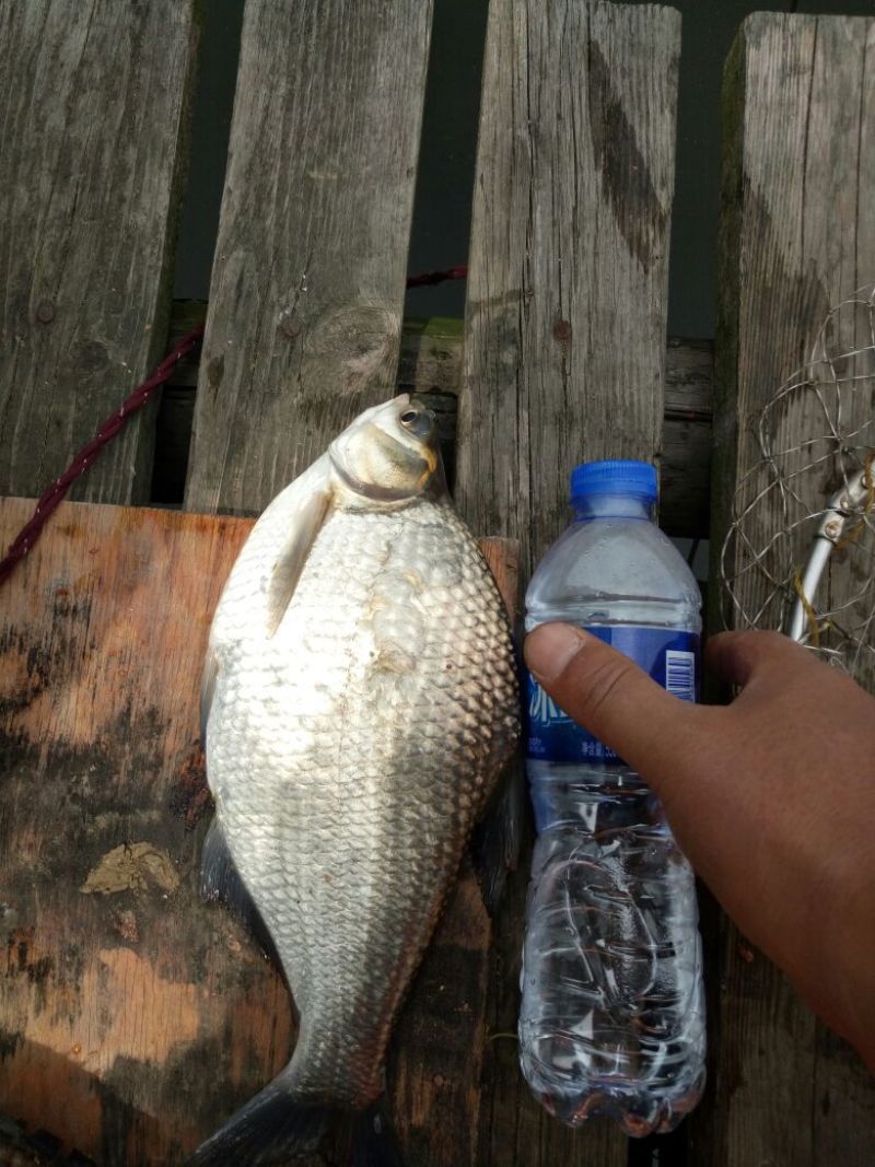 三角鲂25~30cm食用活鱼