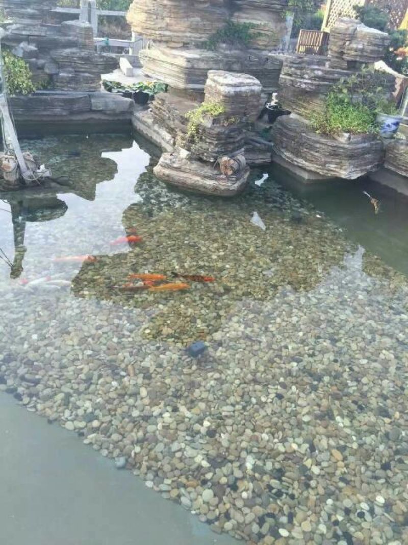 锦鲤鱼苗1~2公斤
