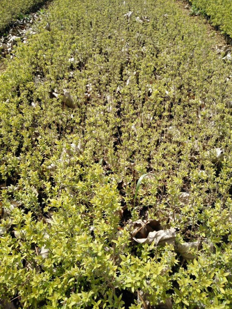 水腊20~30cm