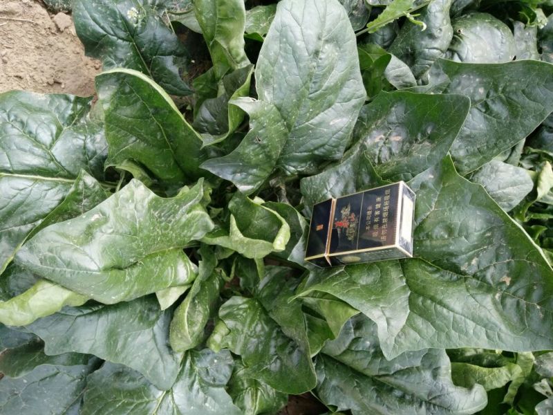 越冬菠菜35~40厘米