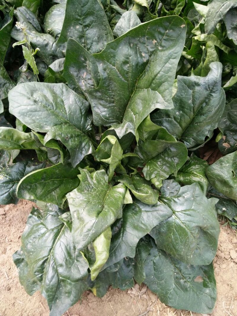 越冬菠菜35~40厘米