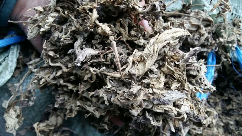 陈艾统片