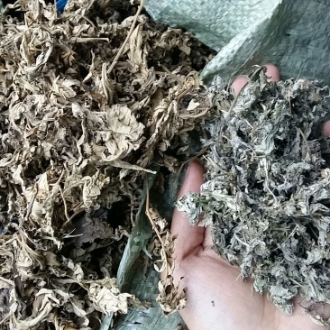 陈艾统片