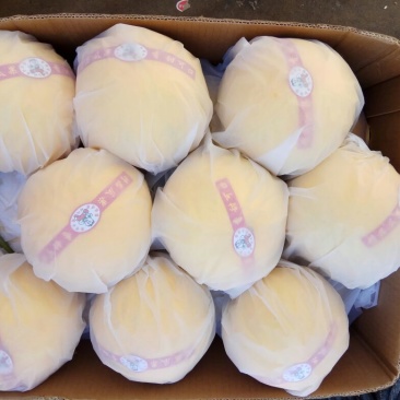 伊丽莎白甜瓜2斤以上