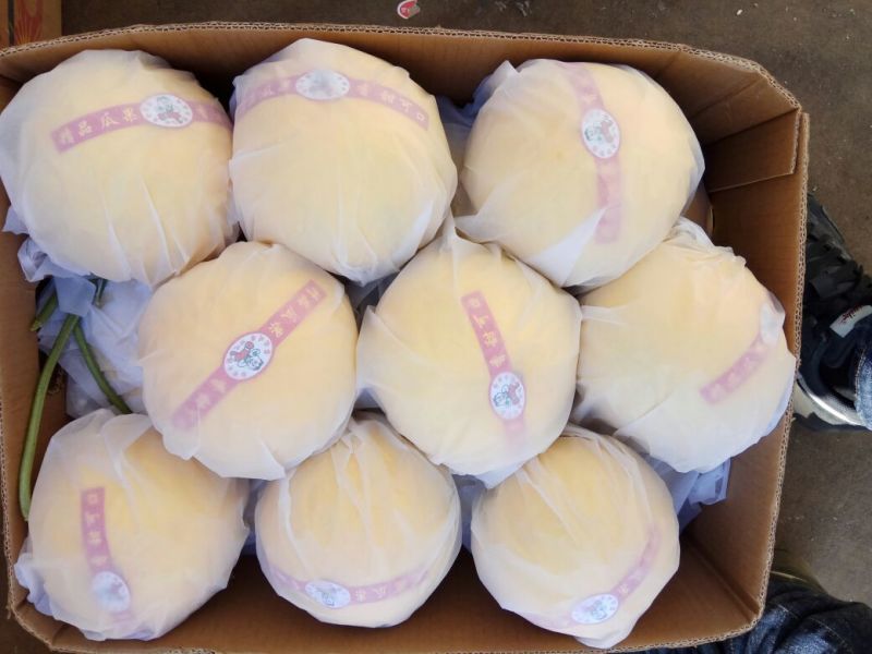 伊丽莎白甜瓜2斤以上