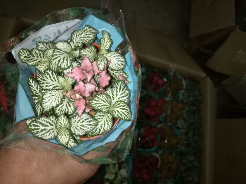 鸢尾不含盆