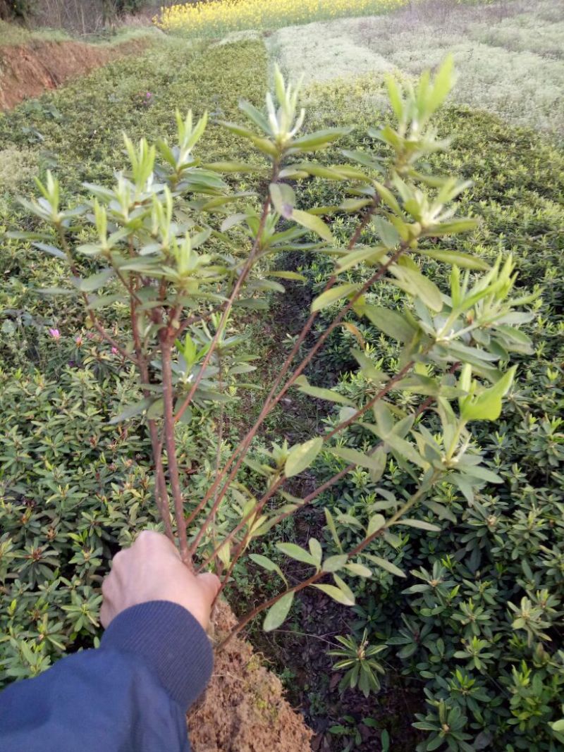 鸢尾不含盆