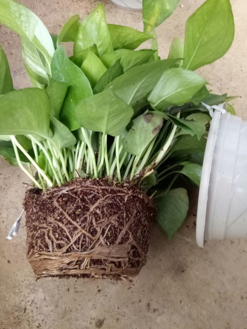 鸢尾不含盆
