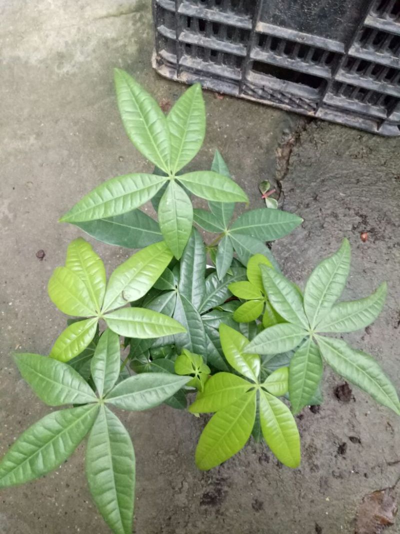 鸢尾不含盆