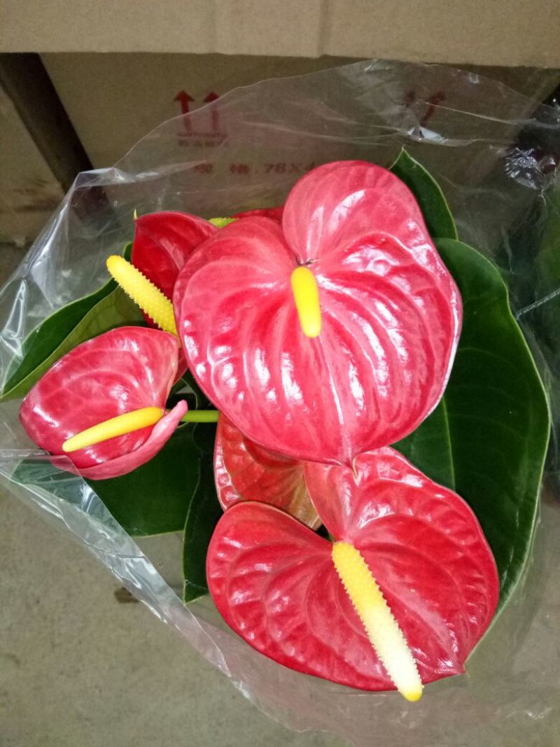鸢尾不含盆