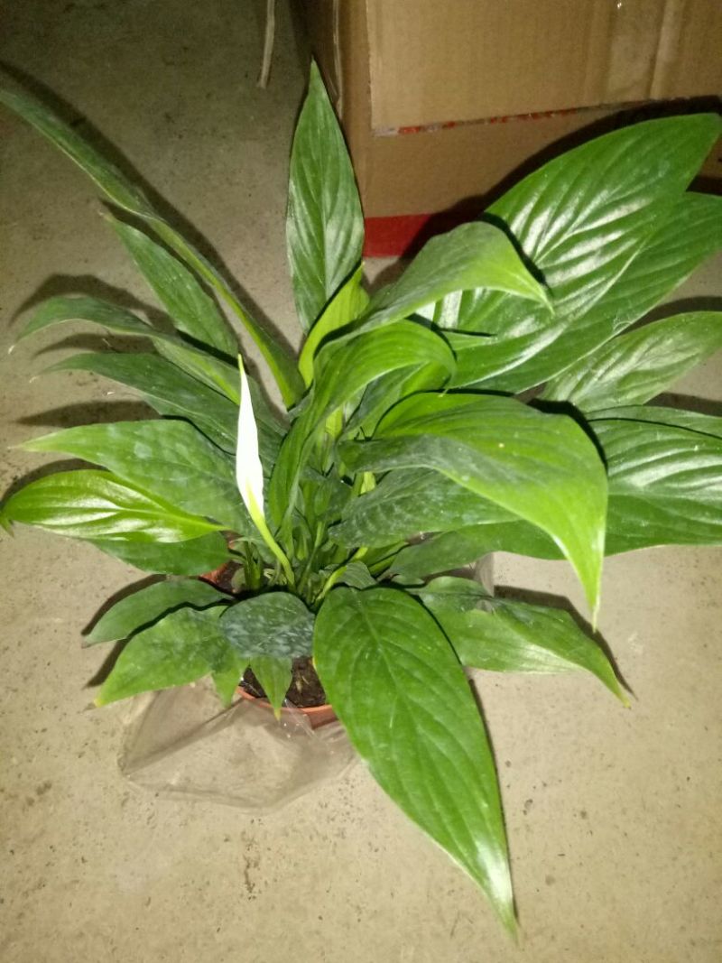 鸢尾不含盆
