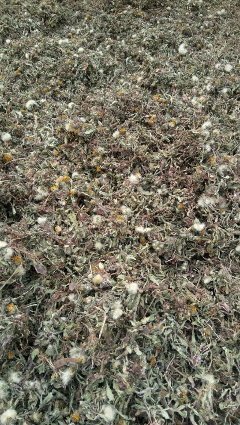 产地直发蒲公英自然全草，沂蒙山山区里的自然蒲公英。