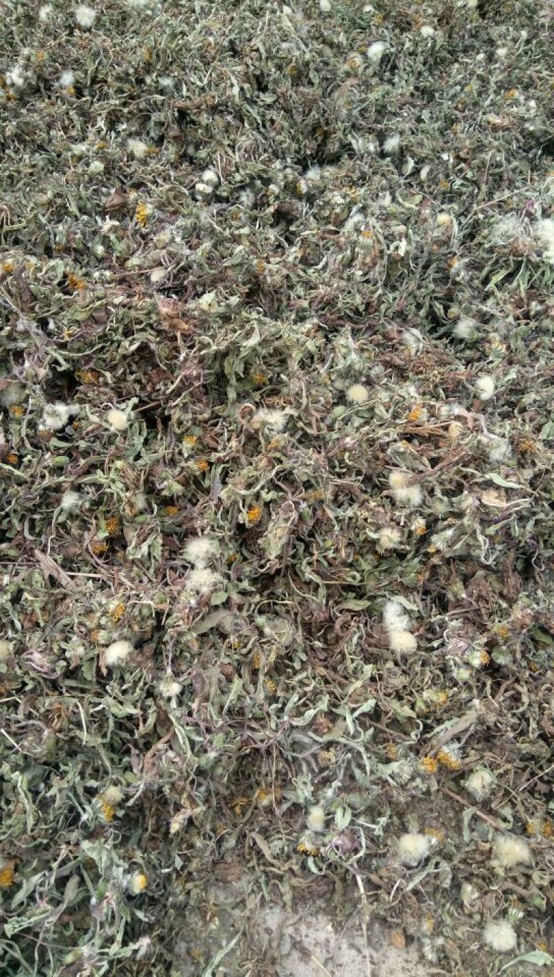 产地直发蒲公英自然全草，沂蒙山山区里的自然蒲公英。