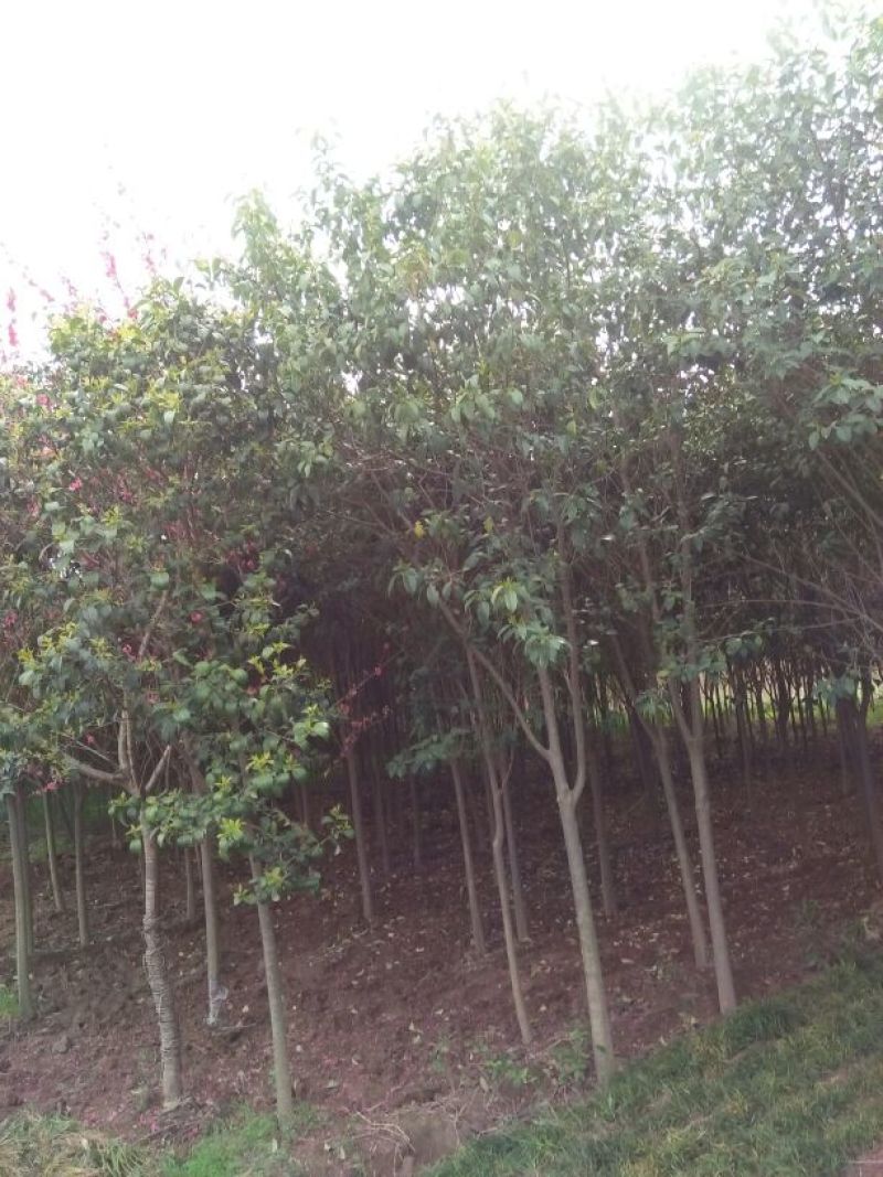 大叶女贞4cm以下