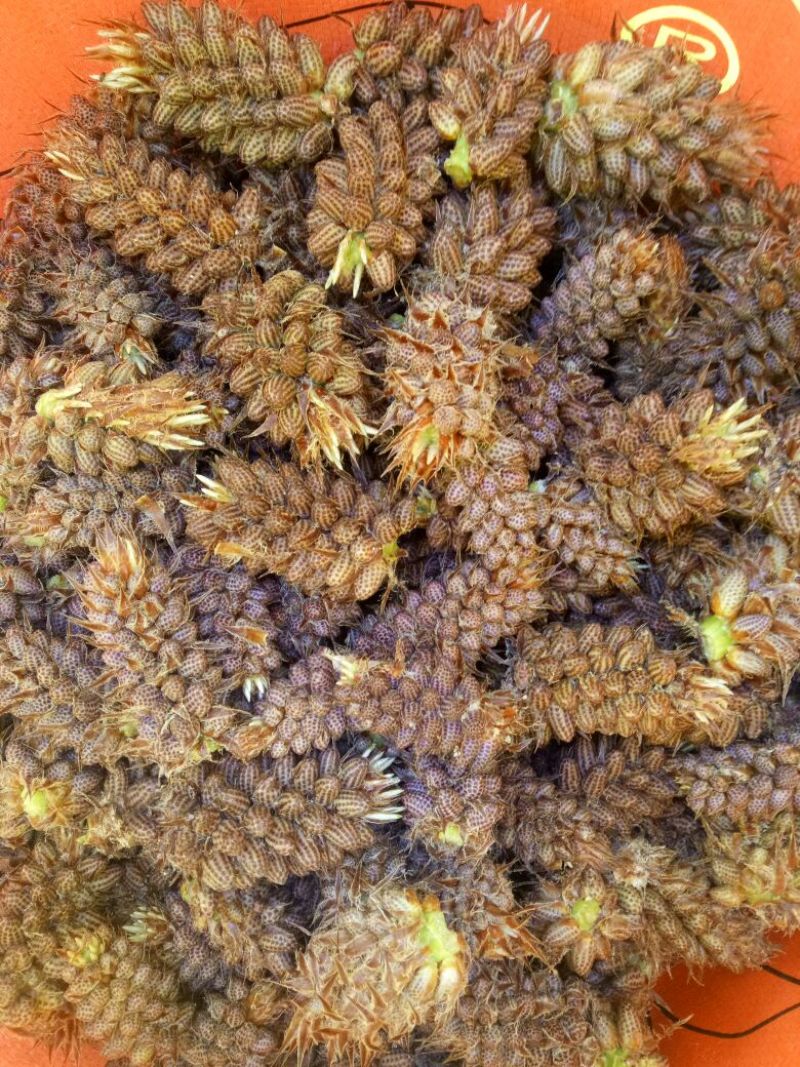 松花粉