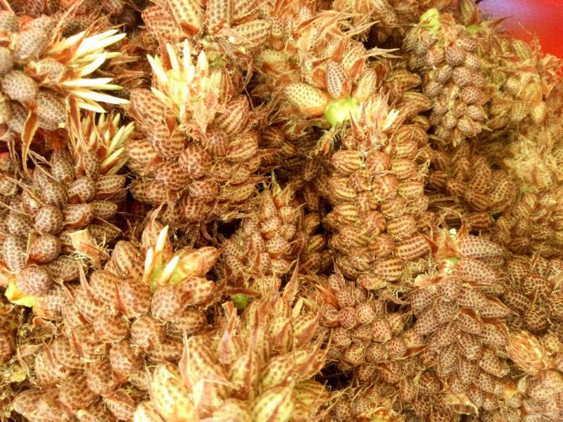 松花粉