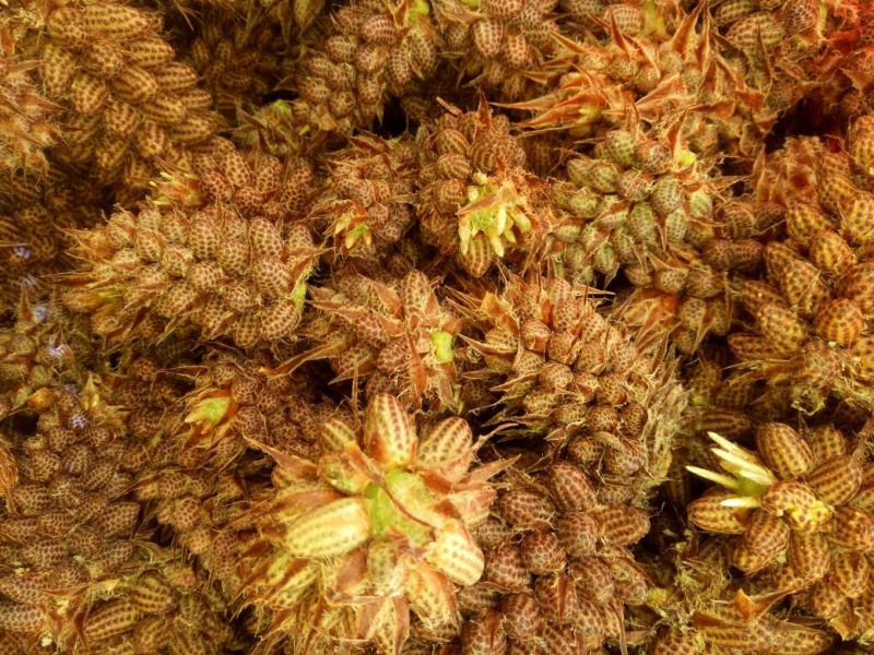 松花粉