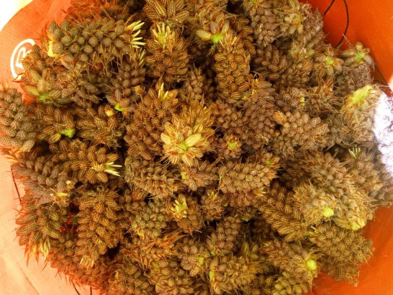 松花粉