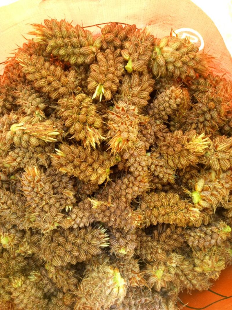松花粉