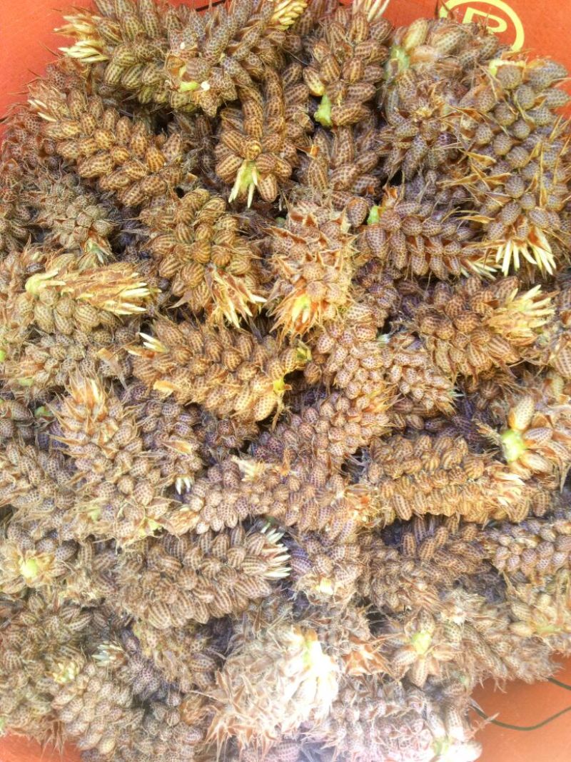 松花粉