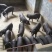 苏太母猪乳头16个瘦肉型