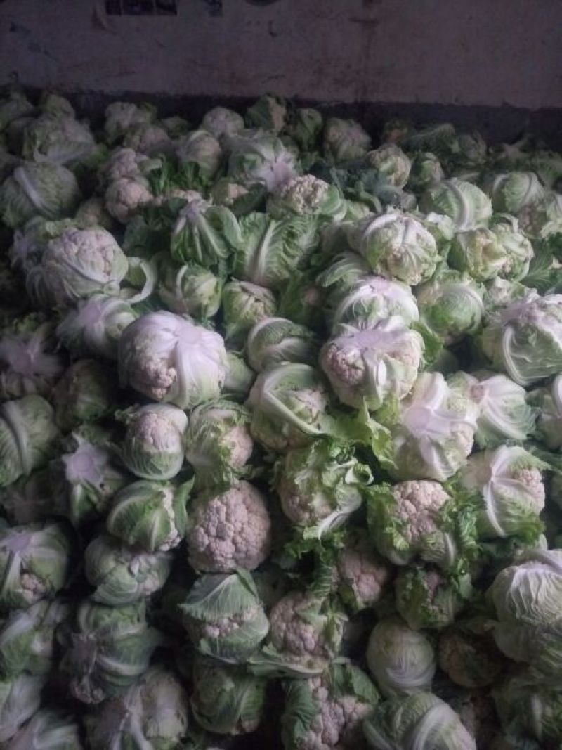 精品白花菜，散花都要有个头均匀，花面白净，叶子小货量巨大
