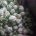 精品白花菜，散花都要有个头均匀，花面白净，叶子小货量巨大