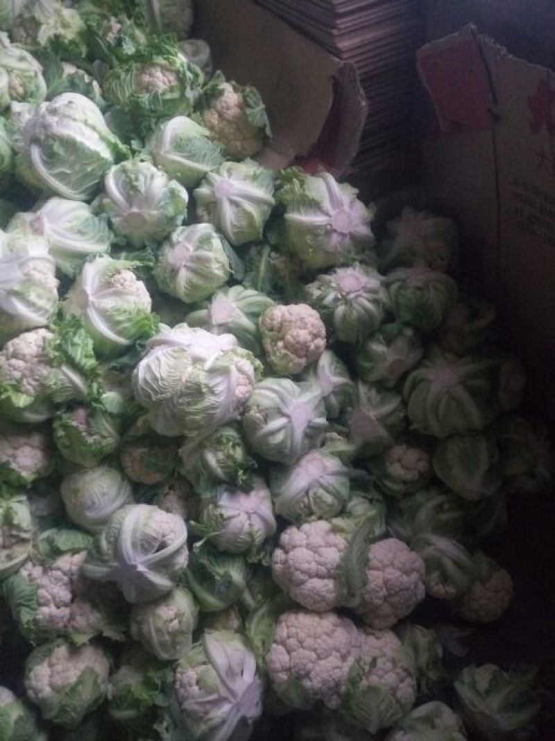精品白花菜，散花都要有个头均匀，花面白净，叶子小货量巨大
