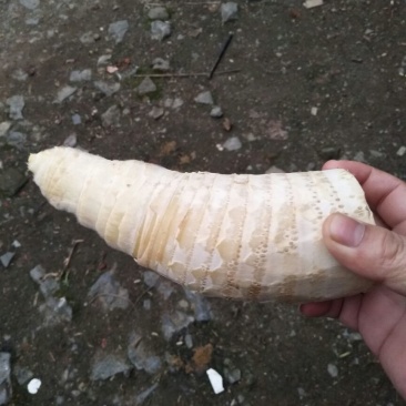 毛竹春笋10~15cm