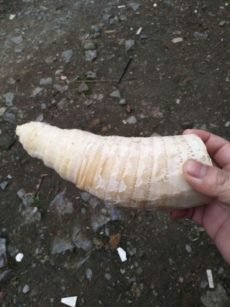 毛竹春笋10~15cm