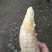 毛竹春笋10~15cm