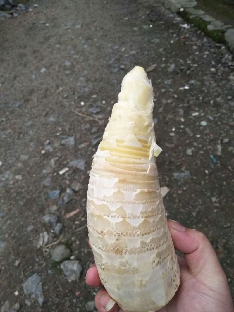 毛竹春笋10~15cm