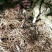 灵芝8~12公分