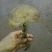 灵芝8~12公分