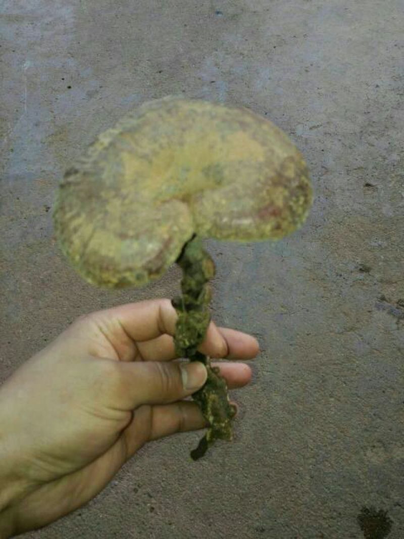 灵芝8~12公分