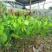 菠萝苗2年