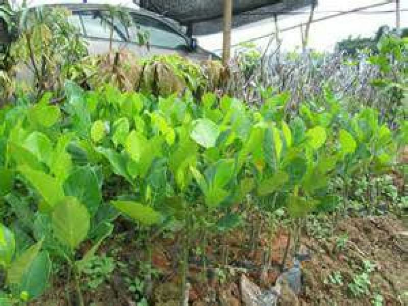 菠萝苗2年