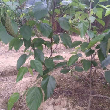 西瓜番石榴苗30~50cm