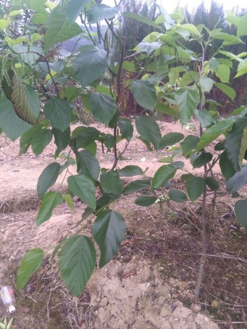 西瓜番石榴苗30~50cm