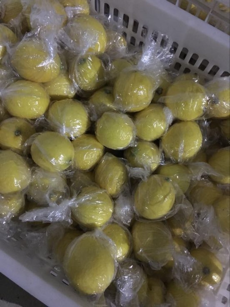 尤力克柠檬1~1.5两