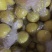 尤力克柠檬1~1.5两