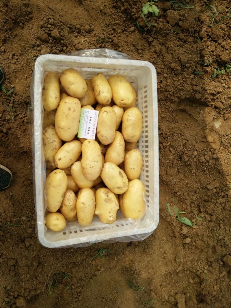 滕州土豆冷库货装箱装袋水洗干洗产地直发