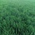 济麦22小麦12.5%以下