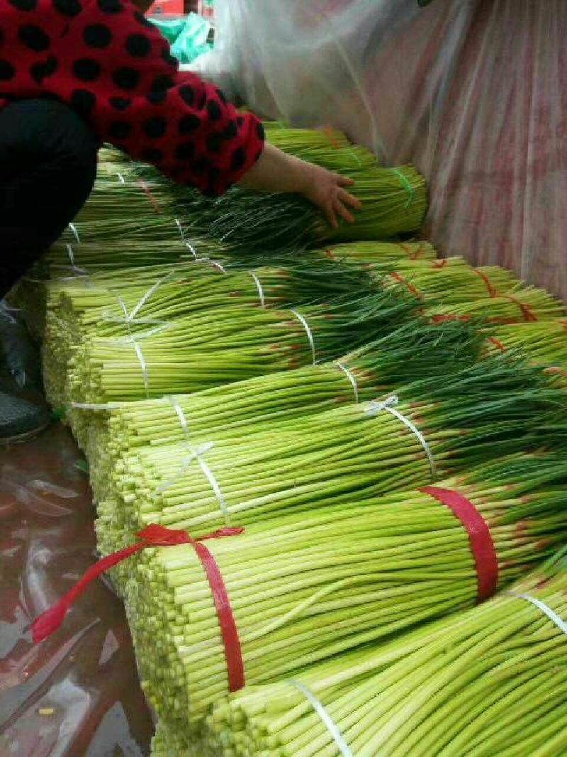 蒜薹60~70厘米质量好价格低质量好价格低