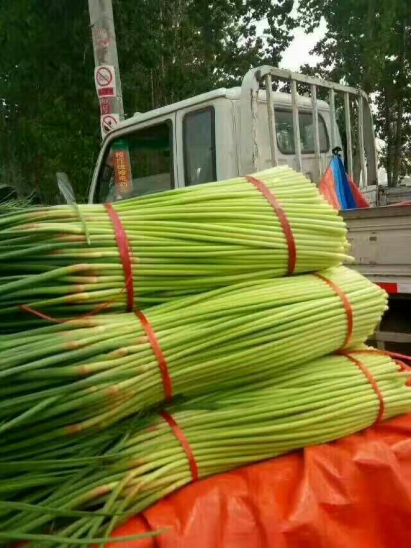 蒜薹60~70厘米质量好价格低质量好价格低