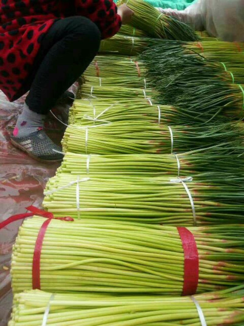 蒜薹60~70厘米质量好价格低质量好价格低