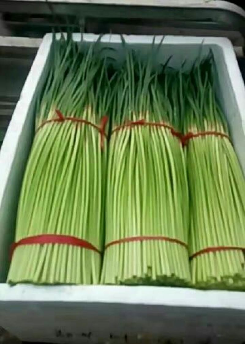蒜薹60~70厘米质量好价格低质量好价格低