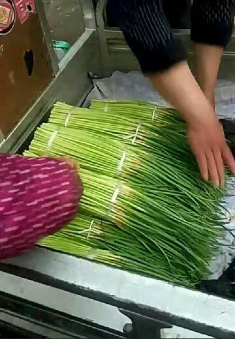 蒜薹60~70厘米质量好价格低质量好价格低