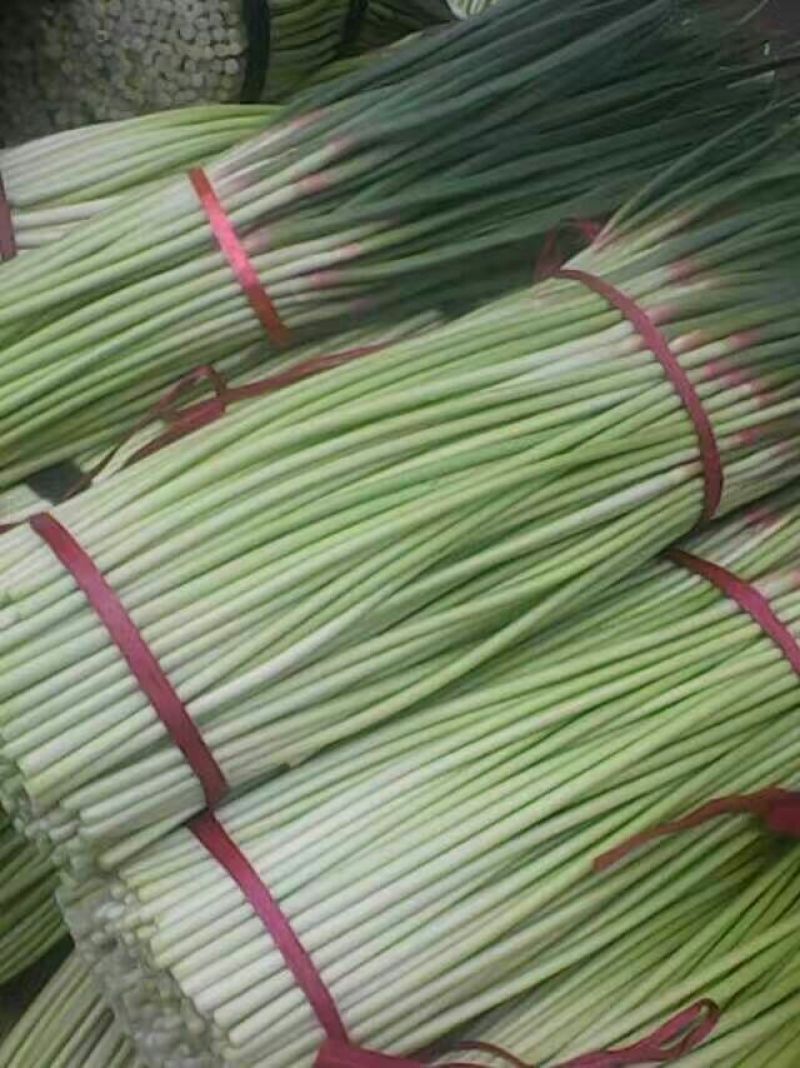 蒜薹60~70厘米质量好价格低质量好价格低